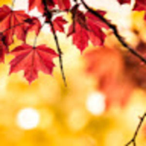 Meet your Posher, Ella